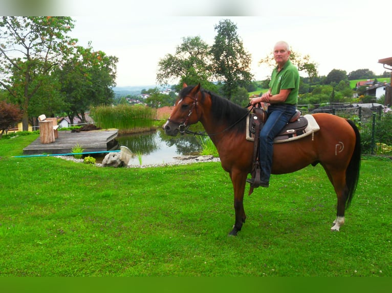 American Quarter Horse Gelding 16 years 14.1 hh Brown in Ardagger
