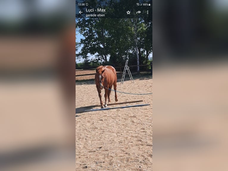 American Quarter Horse Gelding 16 years 14,1 hh Chestnut-Red in Schrick