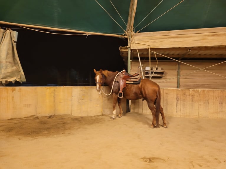 American Quarter Horse Gelding 16 years 14,1 hh Chestnut-Red in Schrick