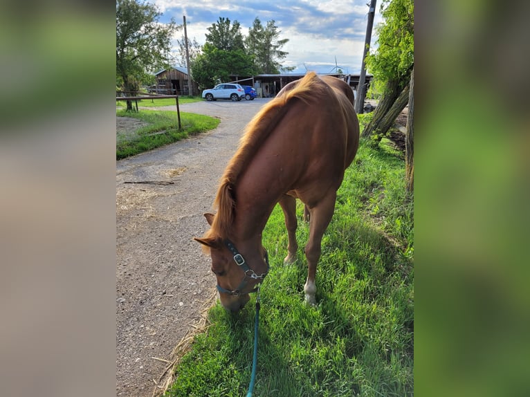 American Quarter Horse Gelding 16 years 14,1 hh Chestnut-Red in Schrick