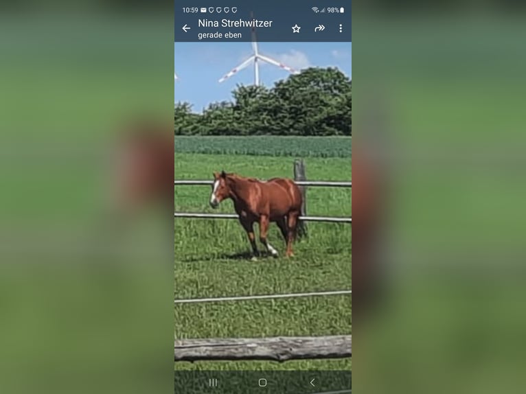 American Quarter Horse Gelding 16 years 14,1 hh Chestnut-Red in Schrick