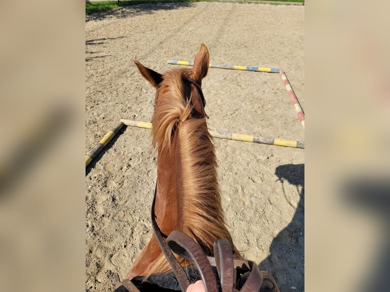 American Quarter Horse Gelding 16 years 14,1 hh Chestnut-Red in Schrick