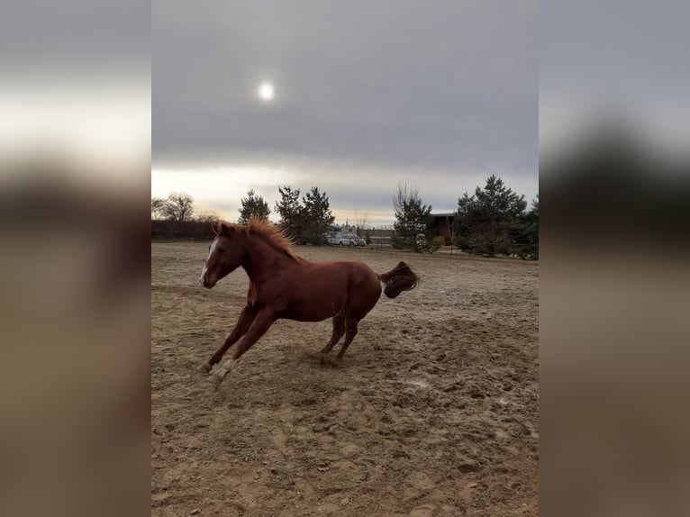 American Quarter Horse Gelding 16 years 14,1 hh Chestnut-Red in Schrick