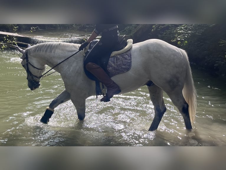 American Quarter Horse Gelding 16 years 14.1 hh Grey-Dapple in Schwarzenegg