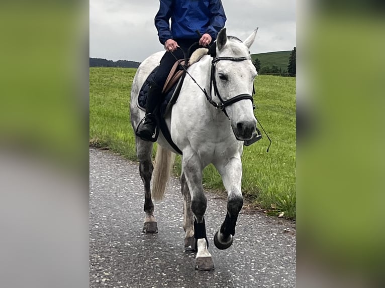 American Quarter Horse Gelding 16 years 14.1 hh Grey-Dapple in Schwarzenegg