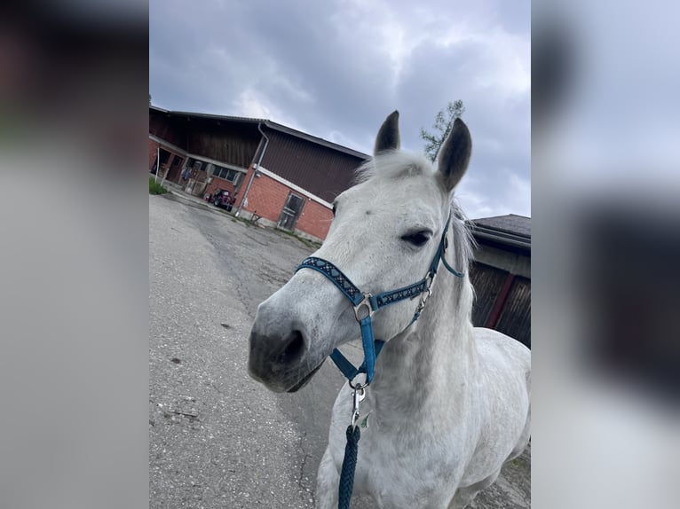 American Quarter Horse Gelding 16 years 14.1 hh Grey-Dapple in Schwarzenegg