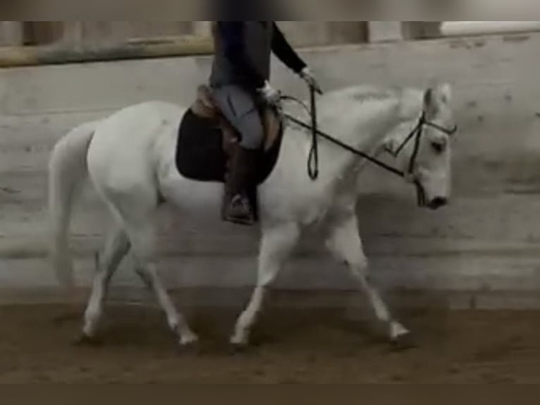 American Quarter Horse Gelding 16 years 14.1 hh Grey-Dapple in Schwarzenegg