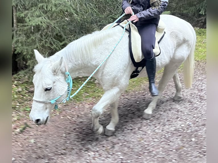 American Quarter Horse Gelding 16 years 14.1 hh Grey-Dapple in Schwarzenegg