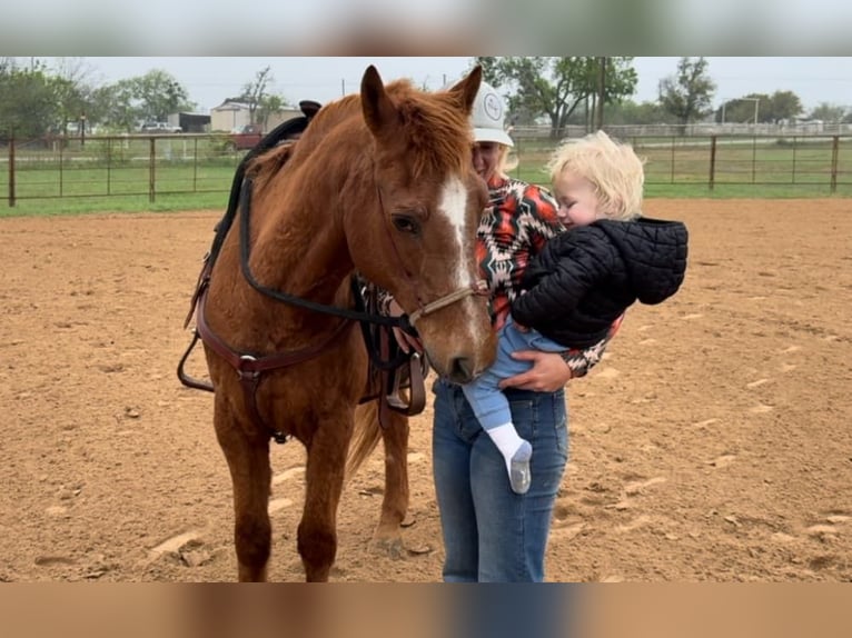 American Quarter Horse Gelding 16 years 14.1 hh Sorrel in Weatherford TX