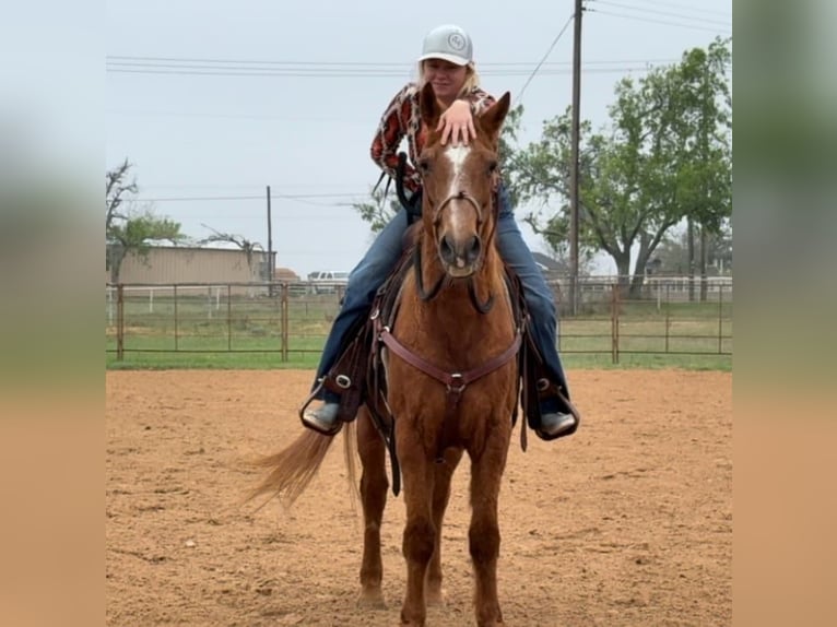 American Quarter Horse Gelding 16 years 14.1 hh Sorrel in Weatherford TX