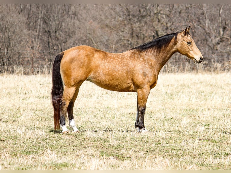 American Quarter Horse Gelding 16 years 14,2 hh Buckskin in Mountain Grove MO