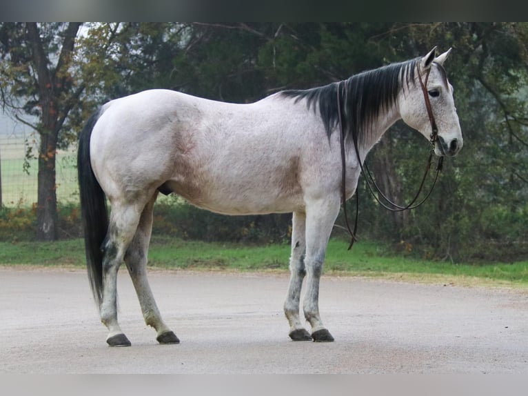 American Quarter Horse Gelding 16 years 14,2 hh Gray in Cushing OK