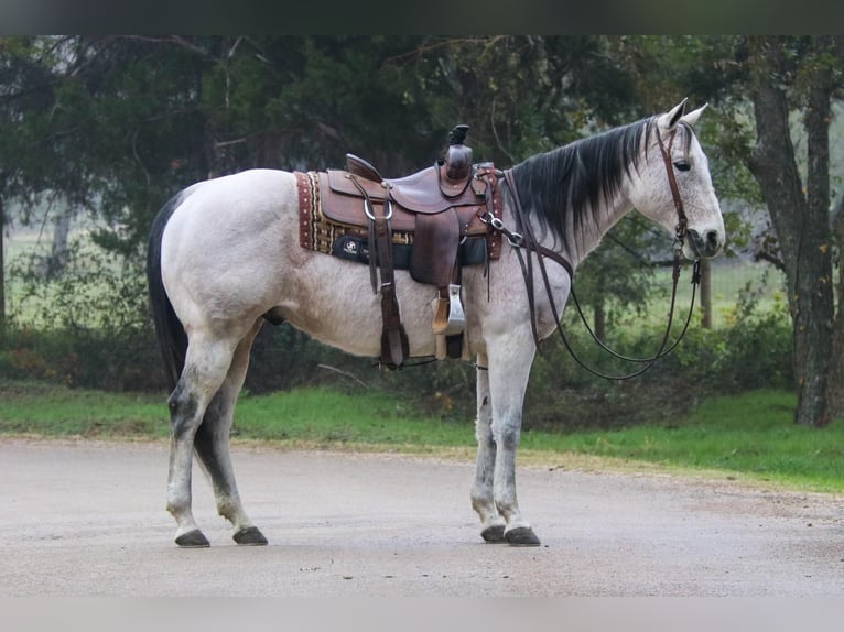 American Quarter Horse Gelding 16 years 14,2 hh Gray in Cushing OK