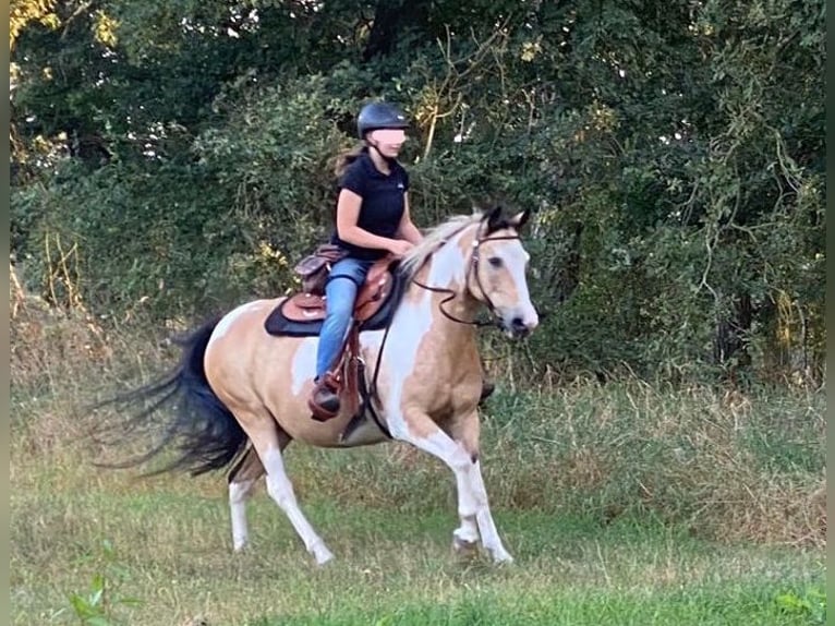 American Quarter Horse Mix Gelding 16 years 14,2 hh Pinto in Putlitz