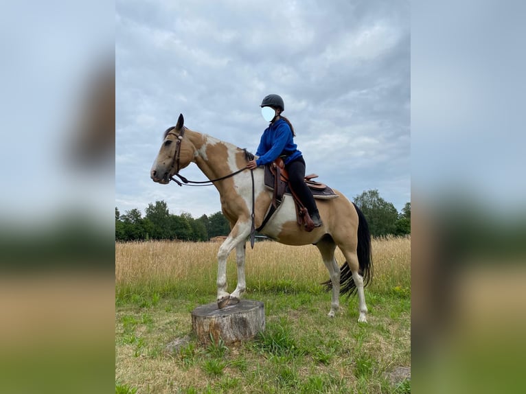 American Quarter Horse Mix Gelding 16 years 14,2 hh Pinto in Putlitz