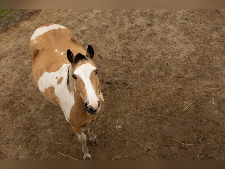 American Quarter Horse Mix Gelding 16 years 14,2 hh Pinto in Putlitz