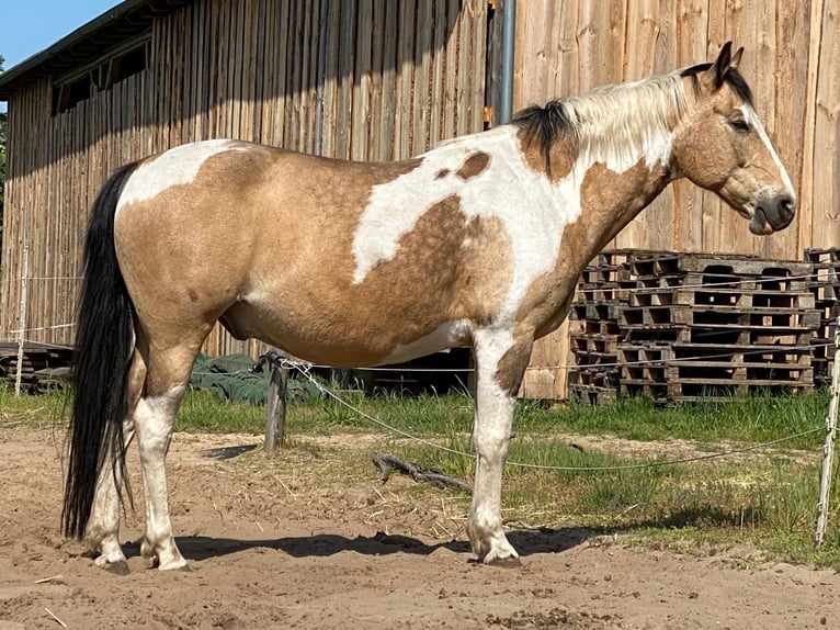 American Quarter Horse Mix Gelding 16 years 14,2 hh Pinto in Putlitz