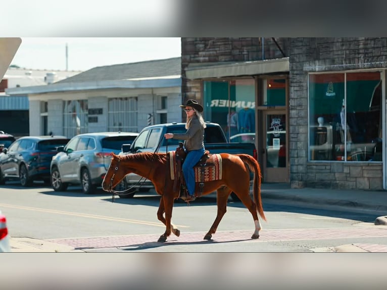 American Quarter Horse Gelding 16 years 14.2 hh Sorrel in Quitman