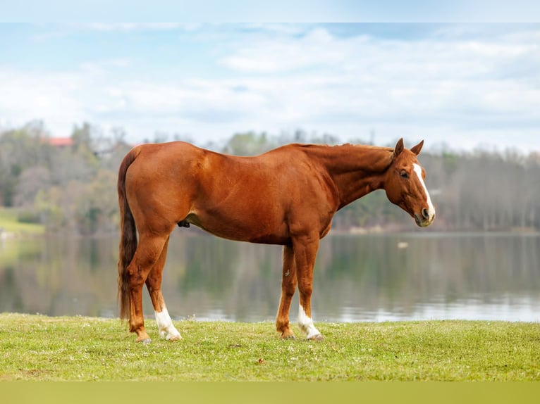 American Quarter Horse Gelding 16 years 14.2 hh Sorrel in Quitman