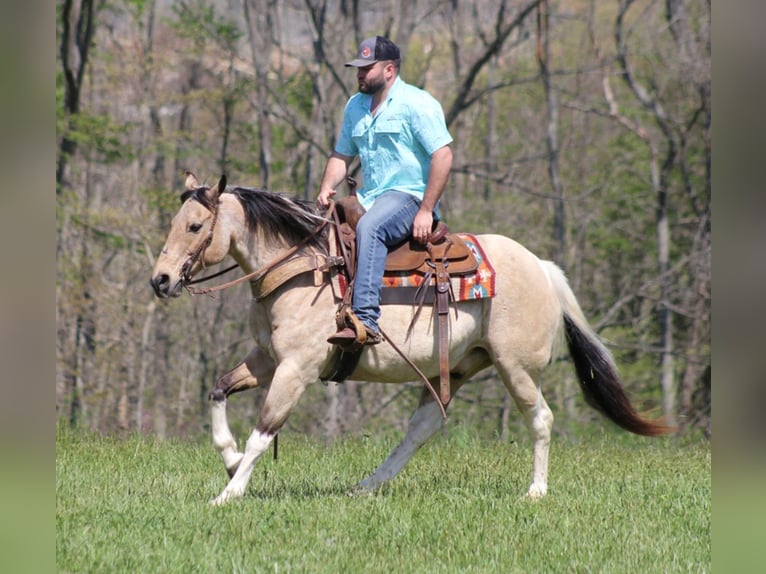 American Quarter Horse Gelding 16 years 14,2 hh Tobiano-all-colors in Sanora Ky