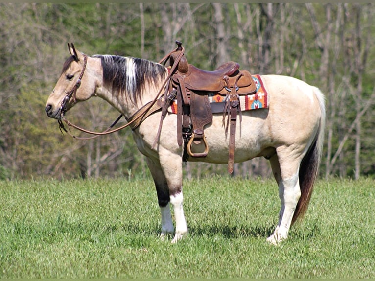 American Quarter Horse Gelding 16 years 14,2 hh Tobiano-all-colors in Sanora Ky