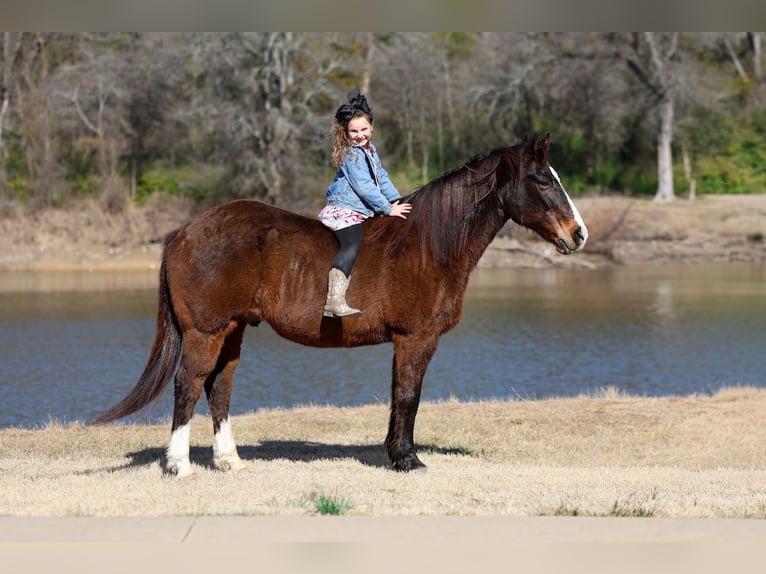 American Quarter Horse Gelding 16 years 14.3 hh Bay in Forney