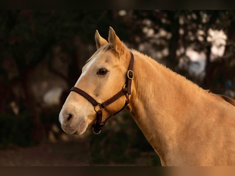 American Quarter Horse Gelding 16 years 14,3 hh Champagne in Weatherford TX