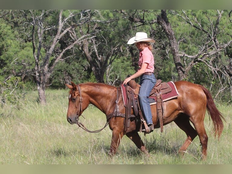 American Quarter Horse Gelding 16 years 14.3 hh Chestnut in Lipan TX