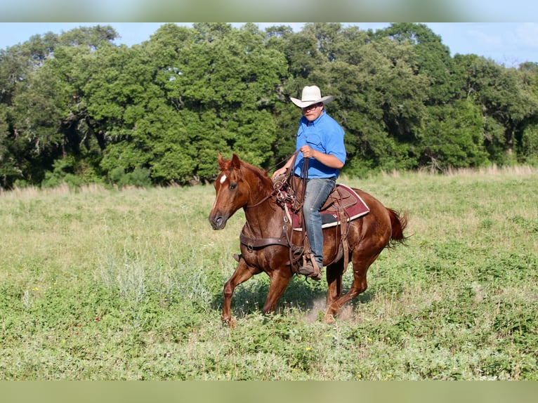 American Quarter Horse Gelding 16 years 14.3 hh Chestnut in Lipan TX