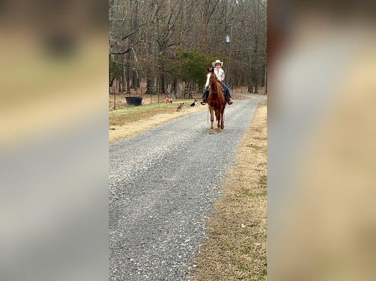 American Quarter Horse Gelding 16 years 14,3 hh Chestnut in Mt Hope AL