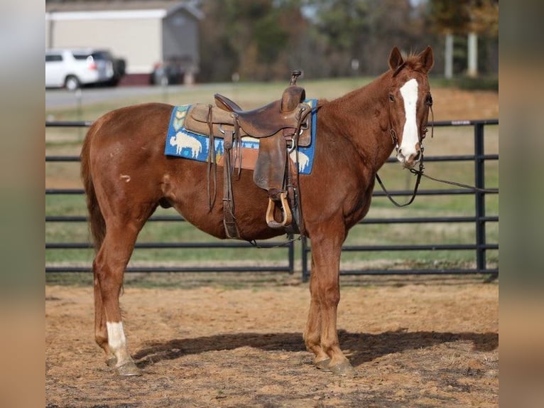 American Quarter Horse Gelding 16 years 14,3 hh Chestnut in Mt Hope AL