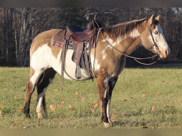 American Quarter Horse Gelding 16 years 14,3 hh Overo-all-colors in nANCY ky