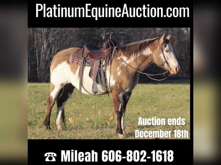 American Quarter Horse Gelding 16 years 14,3 hh Overo-all-colors in nANCY ky