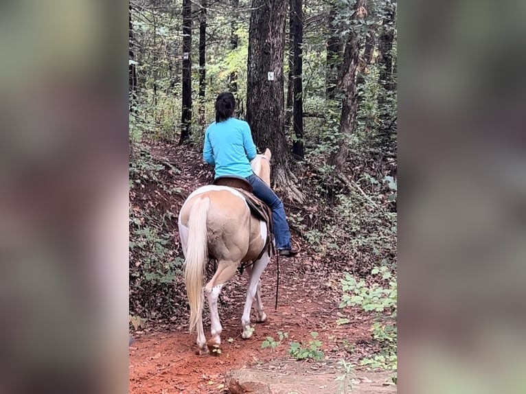 American Quarter Horse Gelding 16 years 14,3 hh Palomino in Weatherford TX