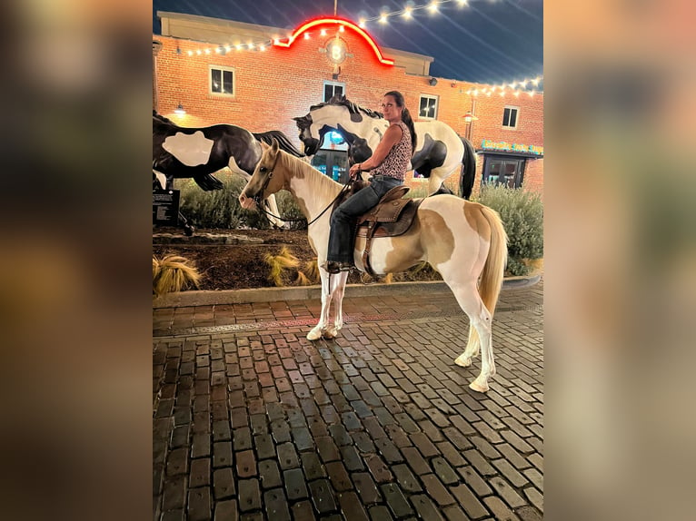 American Quarter Horse Gelding 16 years 14,3 hh Palomino in Weatherford TX