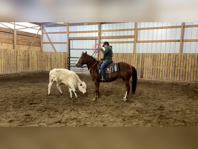 American Quarter Horse Gelding 16 years 14,3 hh Sorrel in Cannon Falls