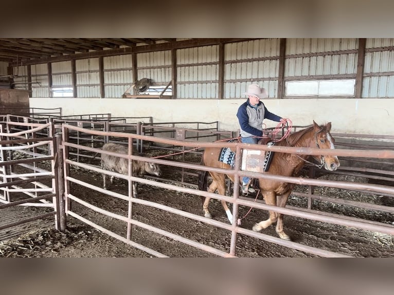 American Quarter Horse Gelding 16 years 14,3 hh Sorrel in Cannon Falls