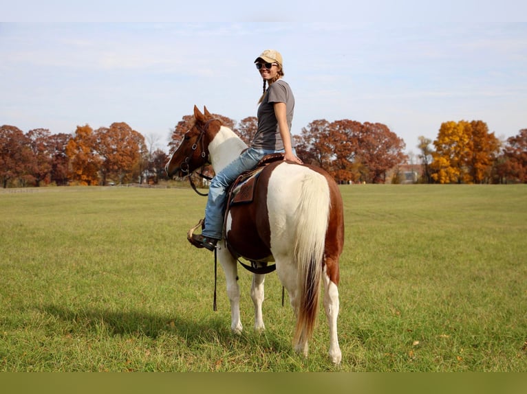 American Quarter Horse Gelding 16 years 14,3 hh Sorrel in Highland MI