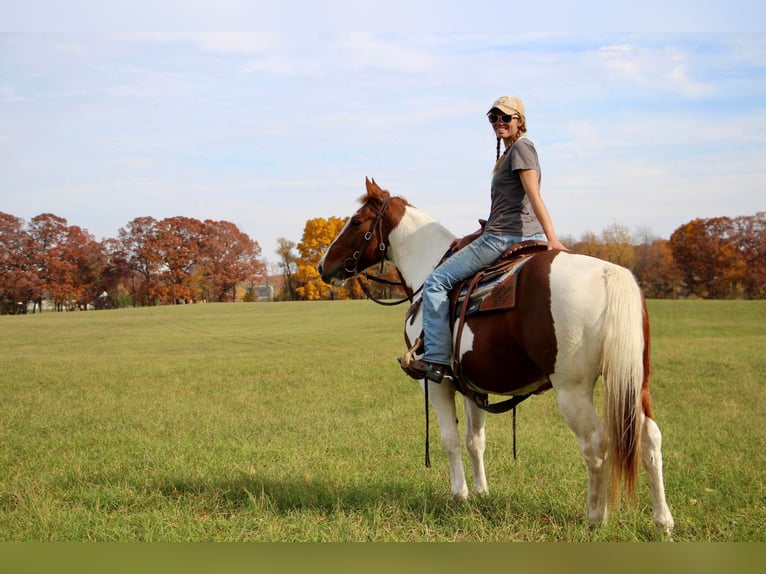 American Quarter Horse Gelding 16 years 14,3 hh Sorrel in Highland MI