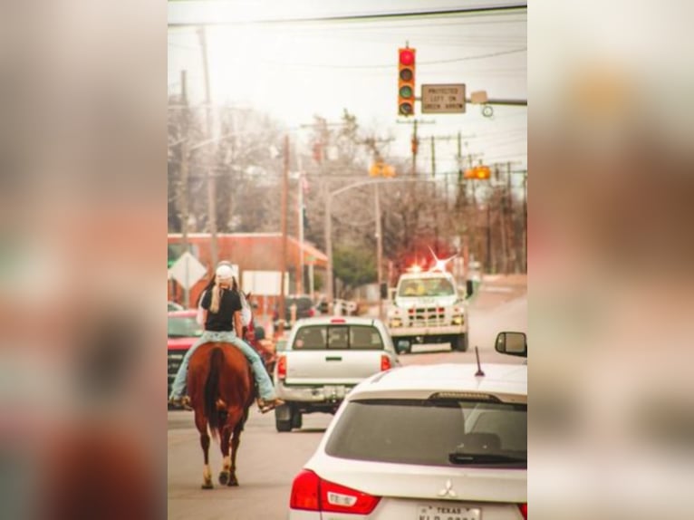 American Quarter Horse Gelding 16 years 14,3 hh Sorrel in Shelbyville KY