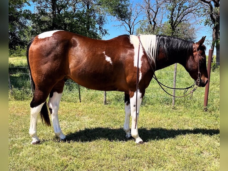 American Quarter Horse Gelding 16 years 14,3 hh Tobiano-all-colors in Weatherford TX