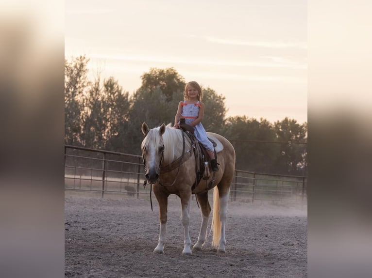 American Quarter Horse Mix Gelding 16 years 14 hh Palomino in Caldwell, ID
