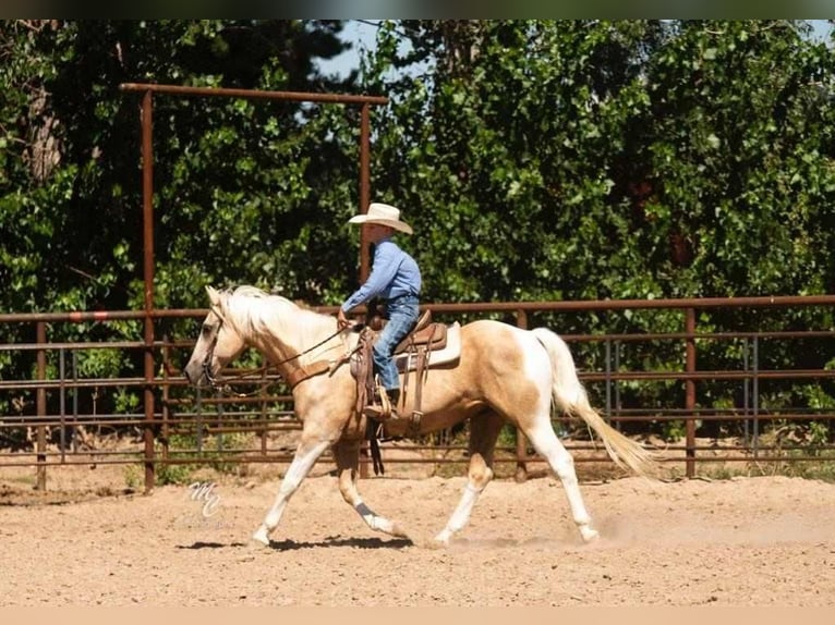 American Quarter Horse Mix Gelding 16 years 14 hh Palomino in Caldwell, ID
