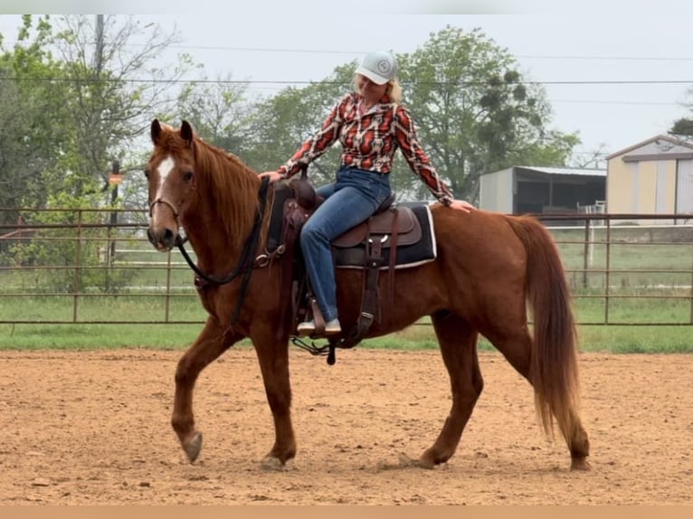 American Quarter Horse Gelding 16 years 14,1 hh Sorrel in Weatherford TX