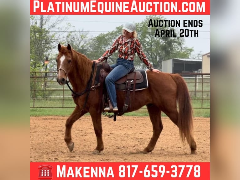 American Quarter Horse Gelding 16 years 14,1 hh Sorrel in Weatherford TX