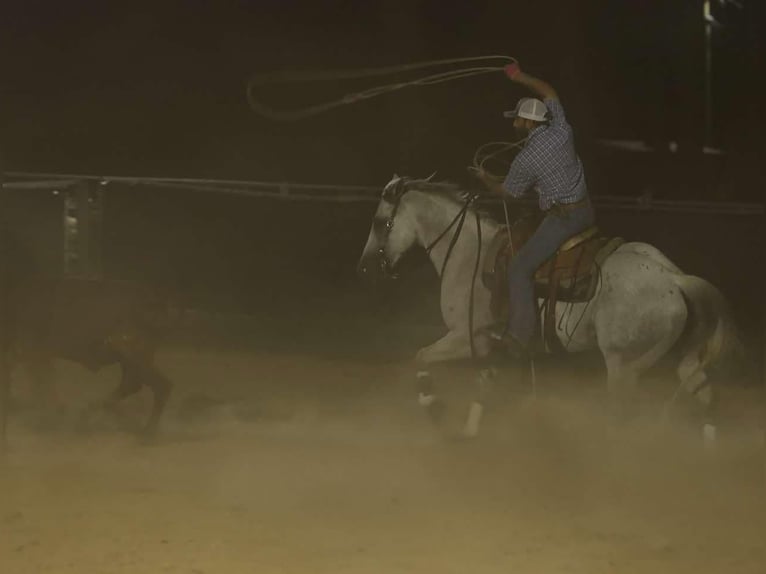 American Quarter Horse Gelding 16 years 14,2 hh Gray in Quitman AR