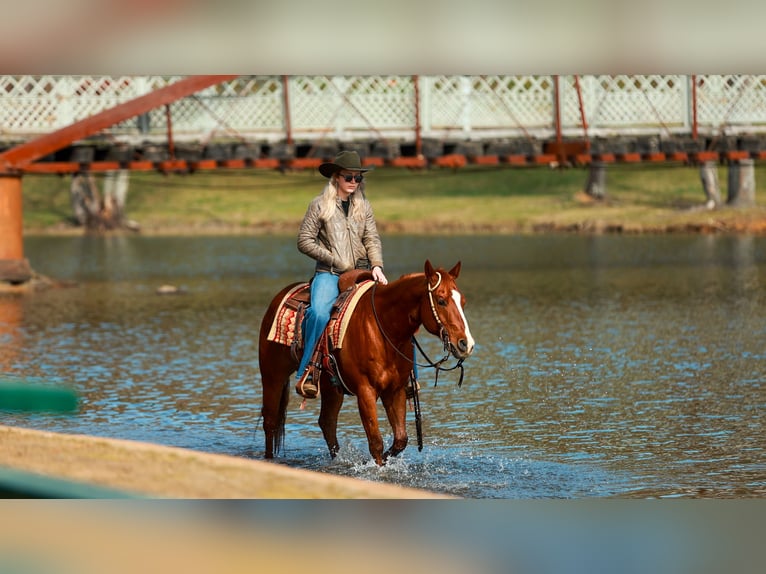 American Quarter Horse Gelding 16 years 14,2 hh Sorrel in Quitman