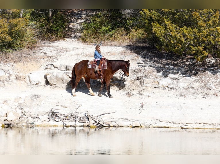 American Quarter Horse Gelding 16 years 14,3 hh Bay in Forney