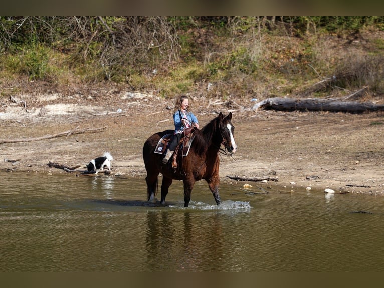 American Quarter Horse Gelding 16 years 14,3 hh Bay in Forney