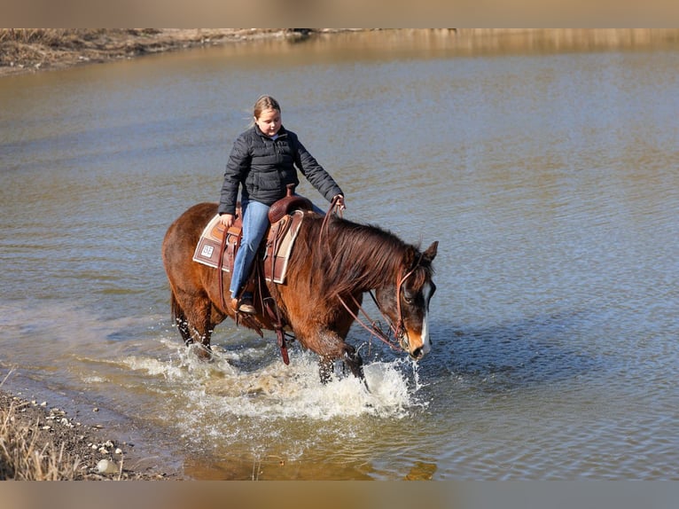 American Quarter Horse Gelding 16 years 14,3 hh Bay in Forney